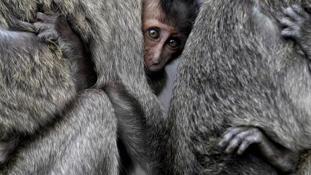 Animals national geographic monkeys baby wallpaper