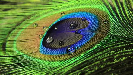 Feathers water drops colors peacocks wallpaper