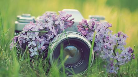 Flowers cameras wallpaper