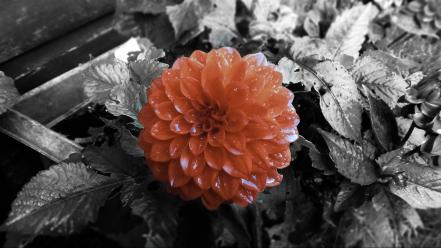 Flowers selective coloring color isolation wallpaper