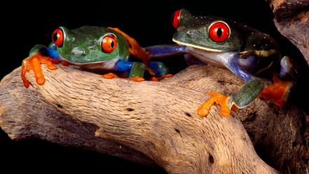 Frogs red-eyed tree frog amphibians wallpaper
