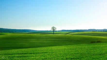 Green landscapes nature trees grass wallpaper