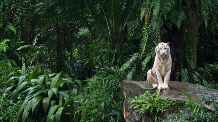 Jungle animals tigers white tiger plants ferns wallpaper
