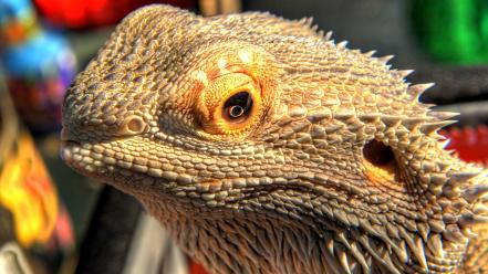 Lizards reptiles wallpaper