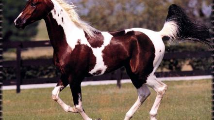 May horses national bay wallpaper