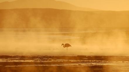 Mountains landscapes mist national geographic sunlight flamingos birds wallpaper