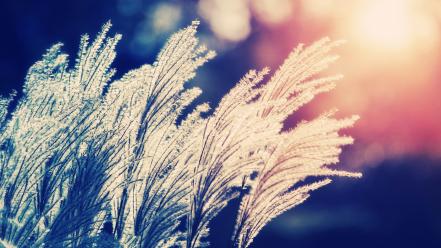 Nature bokeh sunlight depth of field reeds wallpaper