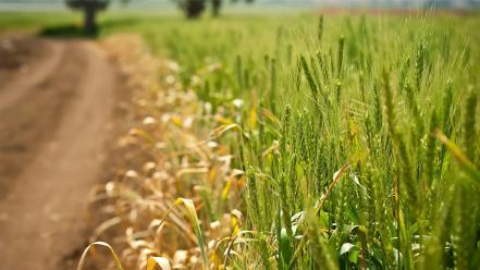 Nature fields grain wallpaper