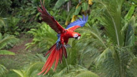 Parrots wallpaper