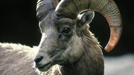 Sheep colorado rocky wallpaper