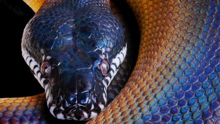 Snakes wallpaper
