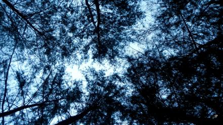 Trees forest leaves shadows wallpaper