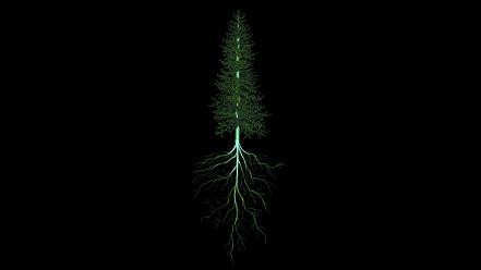 Trees roots wallpaper