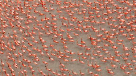 Water flock national geographic flamingos birds wallpaper