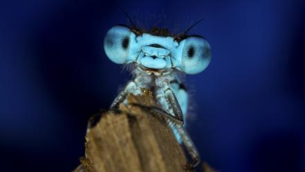 Eyes insects fly macro blue background wallpaper