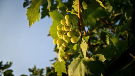 Green nature grapes fruit trees wallpaper