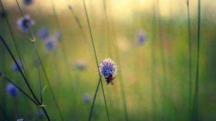 Landscapes nature minimalistic flowers wallpaper