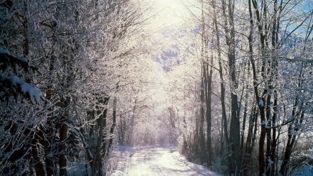 Landscapes snow trees wallpaper