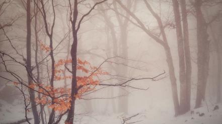 Landscapes winter trees forest daniel korzhonov wallpaper