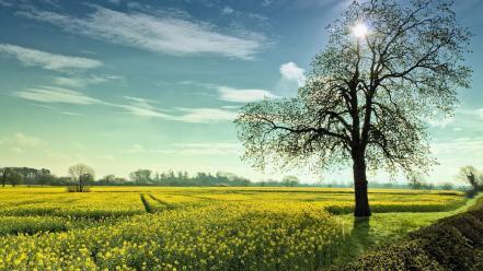 Trees fields wallpaper
