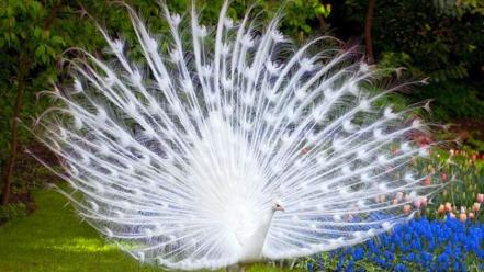 Albino birds flowers nature peacocks wallpaper