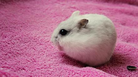 Animals hamsters pink seeds wallpaper