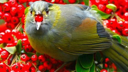Nature birds berries wallpaper
