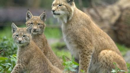 Animals lynx baby wallpaper