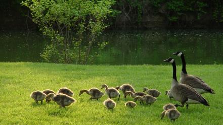 Birds canadian goose geese baby wallpaper