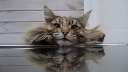 Cats animals wallpaper