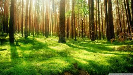 Green nature trees forest grass wallpaper
