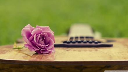 Nature flowers guitars roses wallpaper