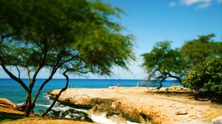 Nature trees sea wallpaper