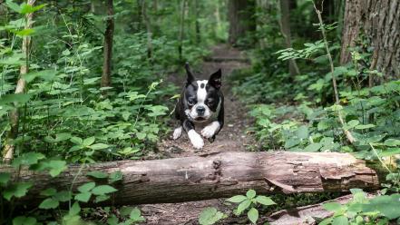 Trees forest animals dogs wallpaper
