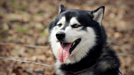 Animals dogs husky wallpaper