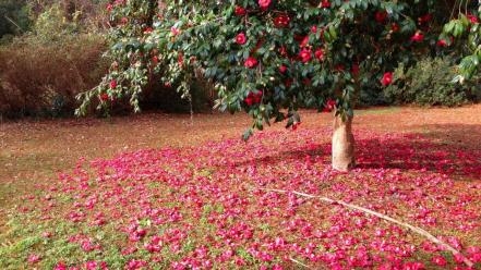 Earth flowers nature red trees wallpaper
