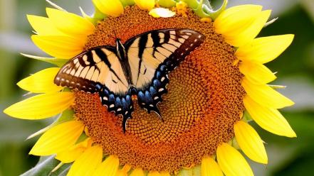 Butterflies flowers sunflowers yellow wallpaper