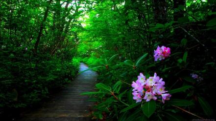 Landscapes nature trees wallpaper