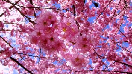 Nature cherry blossoms flowers spring branches pink wallpaper