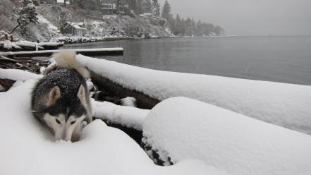 Snow dog wallpaper
