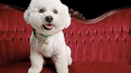 Animals dogs bichon frise wallpaper