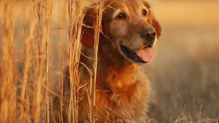 Animals dogs golden retriever wallpaper
