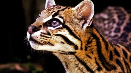 Animals ocelots wallpaper