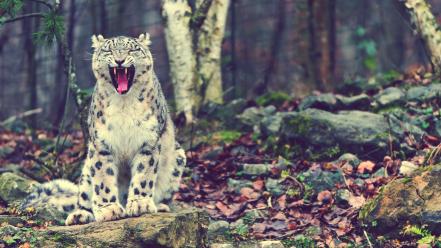 Animals snow leopards wallpaper