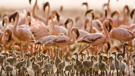 Birds flamingos tanzania baby wallpaper