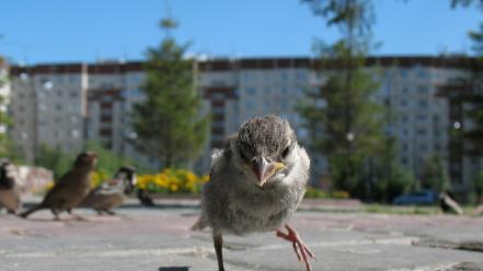 Birds sparrow blurred background wallpaper