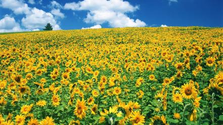 Clouds landscapes nature flowers sunflowers wallpaper
