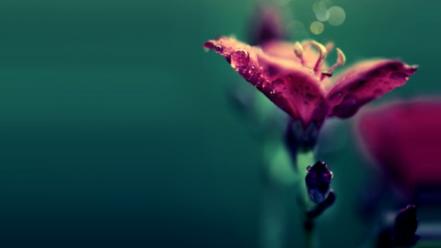 Flowers bokeh pink wallpaper