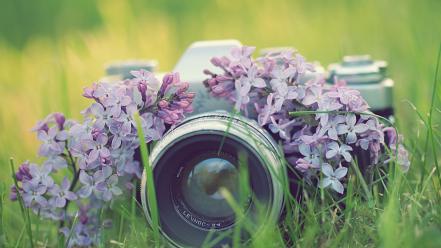 Flowers grass cameras lilac wallpaper