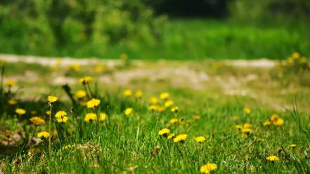 Flowers grass yellow wallpaper